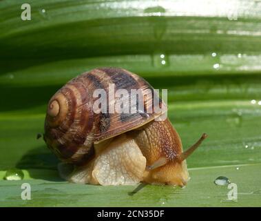 big snail on a green leaf, macro Stock Photo