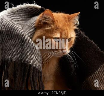 adult red cat with white mustache sits on a woolen blanket, dark background Stock Photo