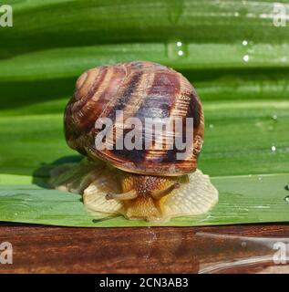 big brown snail on a green leaf, macro Stock Photo