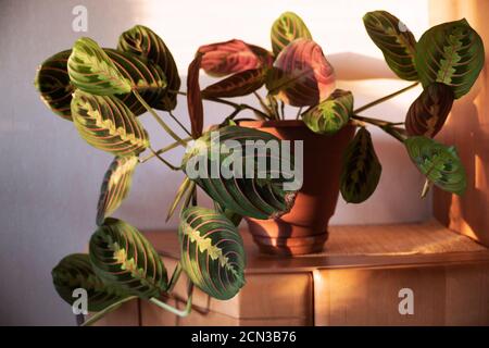 home plant maranta in pot in the room Stock Photo