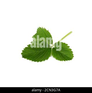 green strawberry leaf isolated on white background Stock Photo