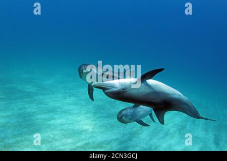 Atlantic spotted dolphin: Stenella frontalis are intelligent higher level mammals with sophisticated sonar, used for communication and to stun fish. Stock Photo