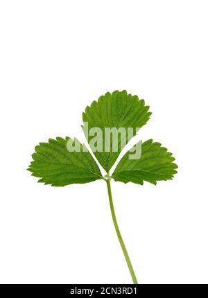 green strawberry leaf isolated on white background Stock Photo