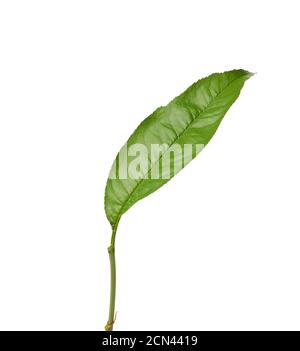 green peach leaf is isolated on a white background Stock Photo
