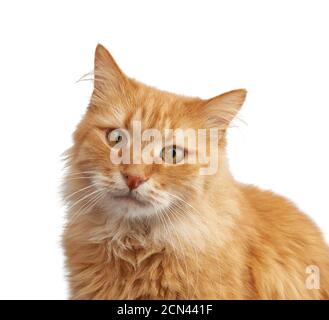 portrait of an adult ginger cat on a white background Stock Photo