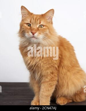 portrait of an adult ginger cat on a white background Stock Photo