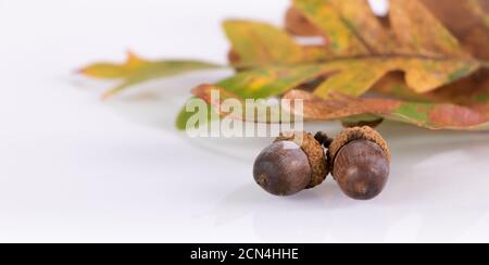 Acorns and oak leaves isolated on white background. fall/autumn Stock Photo