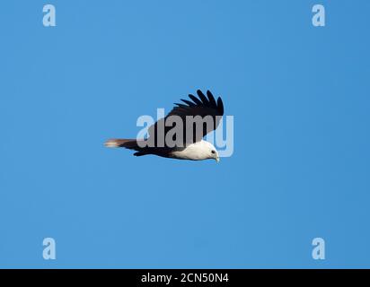 Brahminy Kite (Haliastur indus) in flight, East Arnhem Land, Northern Territory, NT, Australia Stock Photo