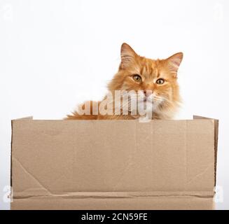 ginger cat sitting in a brown cardboard box on a white background Stock Photo