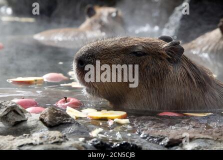 Z78AOSHIMA Bunka Kyozai Yukkurishiyo Hot Springs Animal Capybara strong tea NEW 