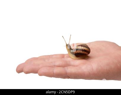 male hand holds a brown snail on a white isolated background Stock Photo