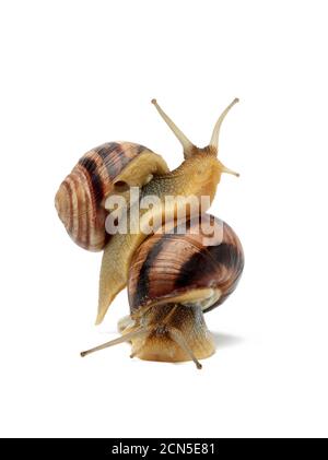 two brown snails are isolated on a white background Stock Photo