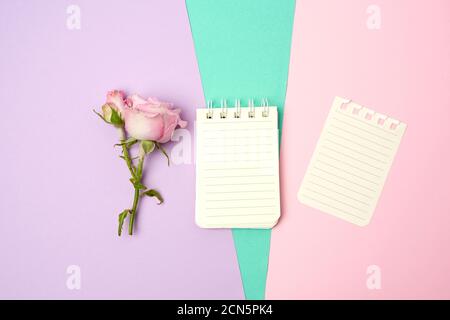 open notebook with white sheets and pink rose on a purple pink background Stock Photo