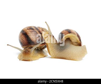 two brown snails isolated on white background, side view and front view Stock Photo