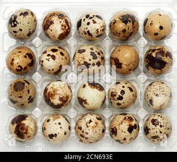 raw whole quail eggs in a plastic tray, top view Stock Photo