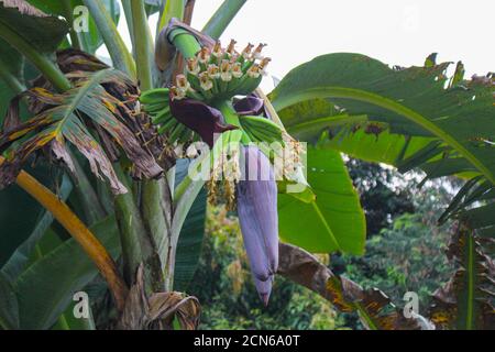banana flower,young banana,Popular in asian countries and a variety of cooking food methods Stock Photo