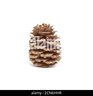 brown dry japanese larch cone isolated on white background Stock Photo