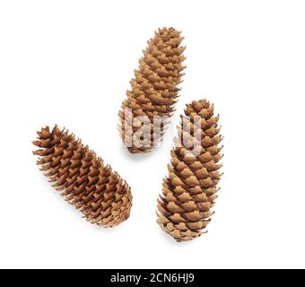 dry blue spruce cones isolated on white background Stock Photo