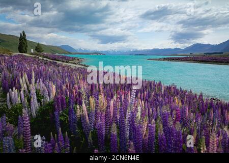 Wild lupins growing along the shore of Lake Tekapo in New Zealand Stock Photo