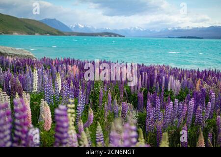 Wild lupins growing along the shore of Lake Tekapo in New Zealand Stock Photo