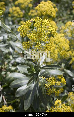 Shrubby rabbit ear (Bupleurum fruticosum) in the botanical garden Stock Photo