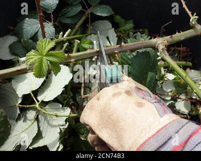 invasive Armenian blackberry or Himalayan blackberry (Rubus armeniacus) - gardener cuts tendrils Stock Photo