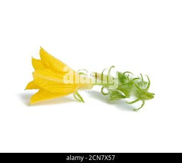 yellow cucumber flower isolated on white background Stock Photo