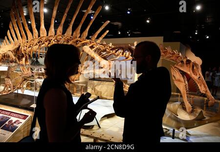 Paleontologist Simone Maganuco (R) from the Natural History Museum in Milan, Italy talks to a reporter (L) in front of the mounted skeletal cast of a Spinosaurus aegyptiacus, a 50-foot (15-meter) long, seven-ton African dinosaur predator that is the biggest dinosaur predator to ever walk the Earth during a news conference at the National Geographic Society in Washington, September 11, 2014. Scientists announced on Thursday the discovery of the dinosaur's fossils in Moroccan desert cliffs and a partial skeleton in the basement of the Milan museum.  REUTERS/Jim Bourg (UNITED STATES - Tags: ENVIR