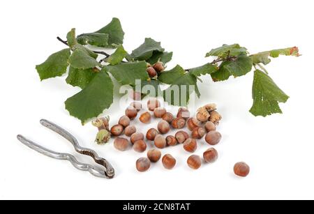 Pile of hazelnuts with a branch on a white background Stock Photo