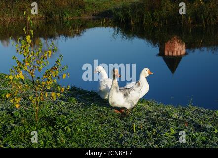 Three white geese on the river Stock Photo