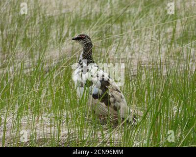 Northern partridge in Iceland. Bird Lagopus mutus among green grass. Male of Ptarmigan. Rock ptarmigan is seasonally camouflaged. Stock Photo