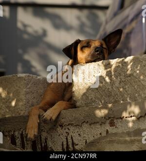 Sleeping dog. Stock Photo