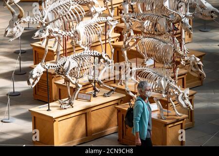 Visitors wearing PPE observe the palaeontology collections at the Oxford University Museum of Natural History, during preview opening day. Visitors are being welcomed back once more after the museum was closed due to the coronavirus pandemic. Stock Photo