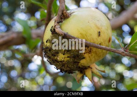 Unripe pomegranate fruit (Punica granatum) affected by the ants around little green colony of aphids, from Dalmatia, Croatia Stock Photo