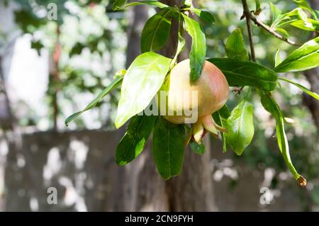 Unripe pomegranate fruit (Punica granatum) with leaves, from Dalmatia, Croatia Stock Photo