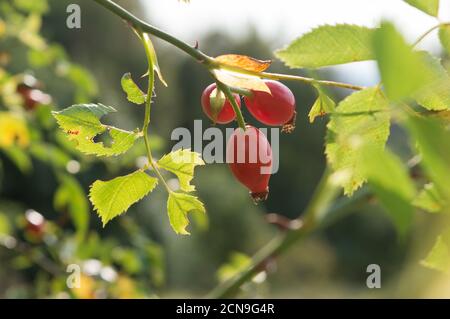 Wild rose hips, Rosa canina, in the forest in Croatia, taken in late summer Stock Photo