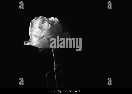 Black and white image of a withered rose on a dark background with copy space. Stock Photo