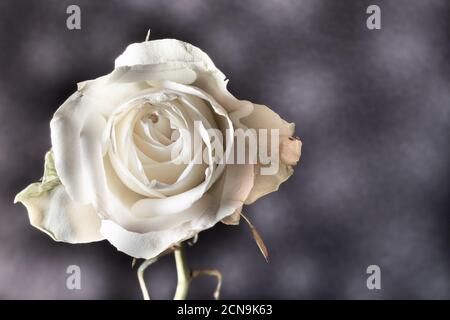 Withered white rose on a dark background with copy space. Stock Photo