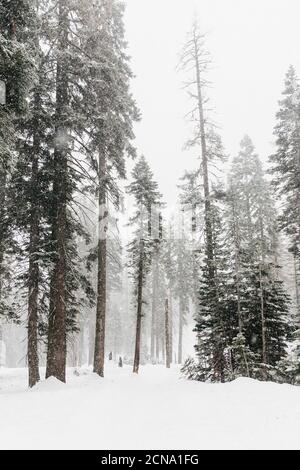 Snow covered trees, Yosemite National Park, Yosemite, California, USA Stock Photo