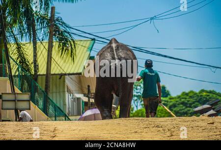 Elephant orphanage (Sri Lanka Pinnawara) Stock Photo