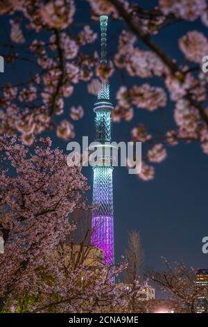 A going to see cherry blossoms at night sightseeing and Tokyo Sky Tree Stock Photo