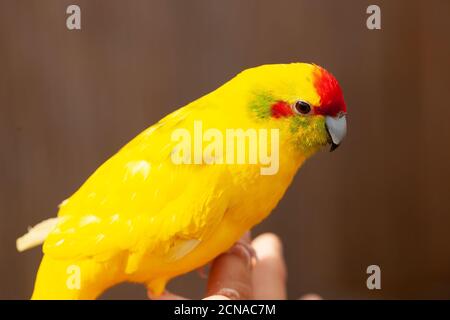 Close-up of  Lutino Red-Fronted Kakariki Parakeet perched on keepers hand at Maldon Petting Zoo. A Sensory attraction near Maldon Promenade, Essex, UK Stock Photo