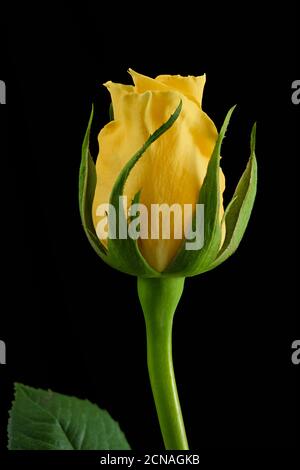 Yellow Rose Isolated on Black Background Stock Photo
