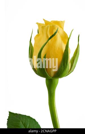Yellow Rose Isolated on Black Background Stock Photo