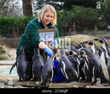 Regent's Park,  London, 6th Feb 2018. Zookeepers at ZSL London Zoo ready their clipboards, calculators and cameras – as they prepare to count the anim Stock Photo