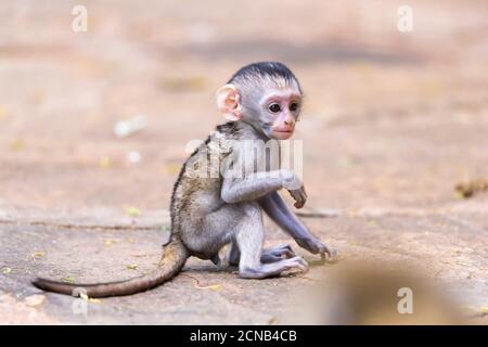 A little funny monkey is playing on the floor or on the tree Stock Photo
