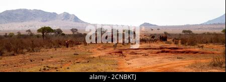 Elephants and zebras in the savannah in Kenya Stock Photo