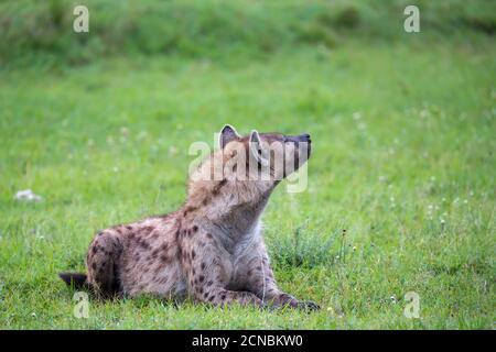 A hyena is lying in the grass in the savannah in Kenya Stock Photo