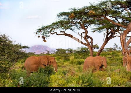 An elephant family goes through the bushes Stock Photo