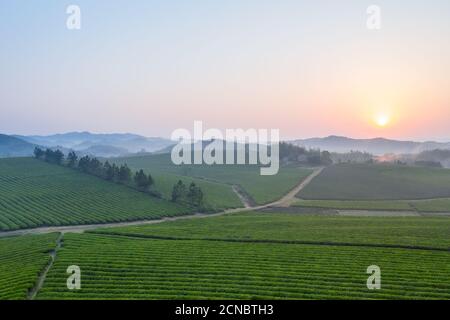 tea farm in sunrise Stock Photo